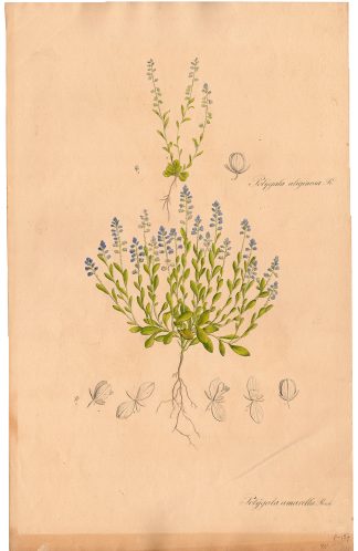 Antique Print-POLYGALA AMARELLA-BITTER WINGFLOWER-von Essenbeck-1820