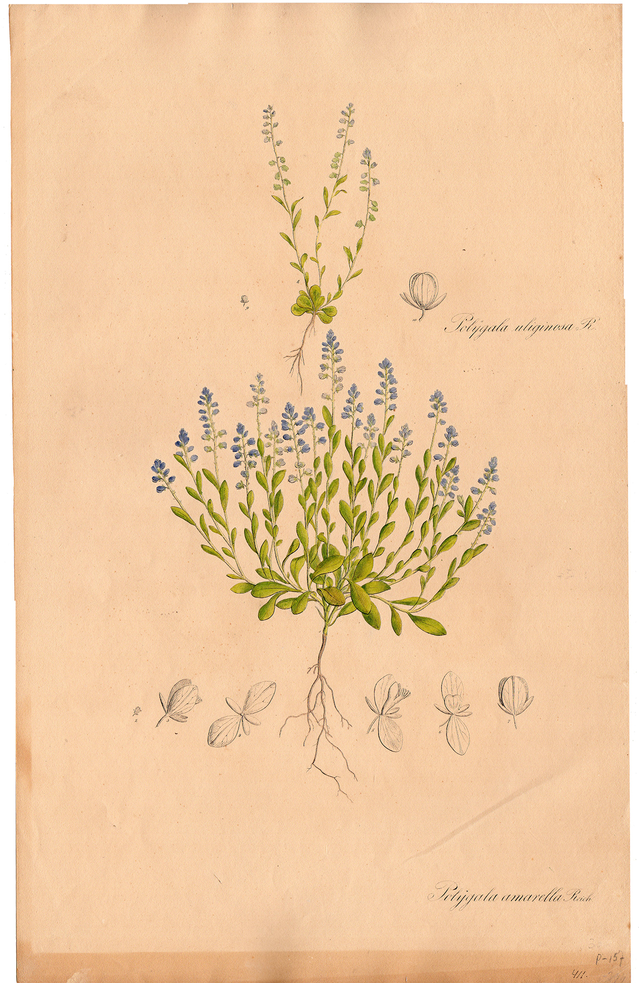 RB 4217 416x640 Antique Print-POLYGALA AMARELLA-BITTER WINGFLOWER-von Essenbeck-1820