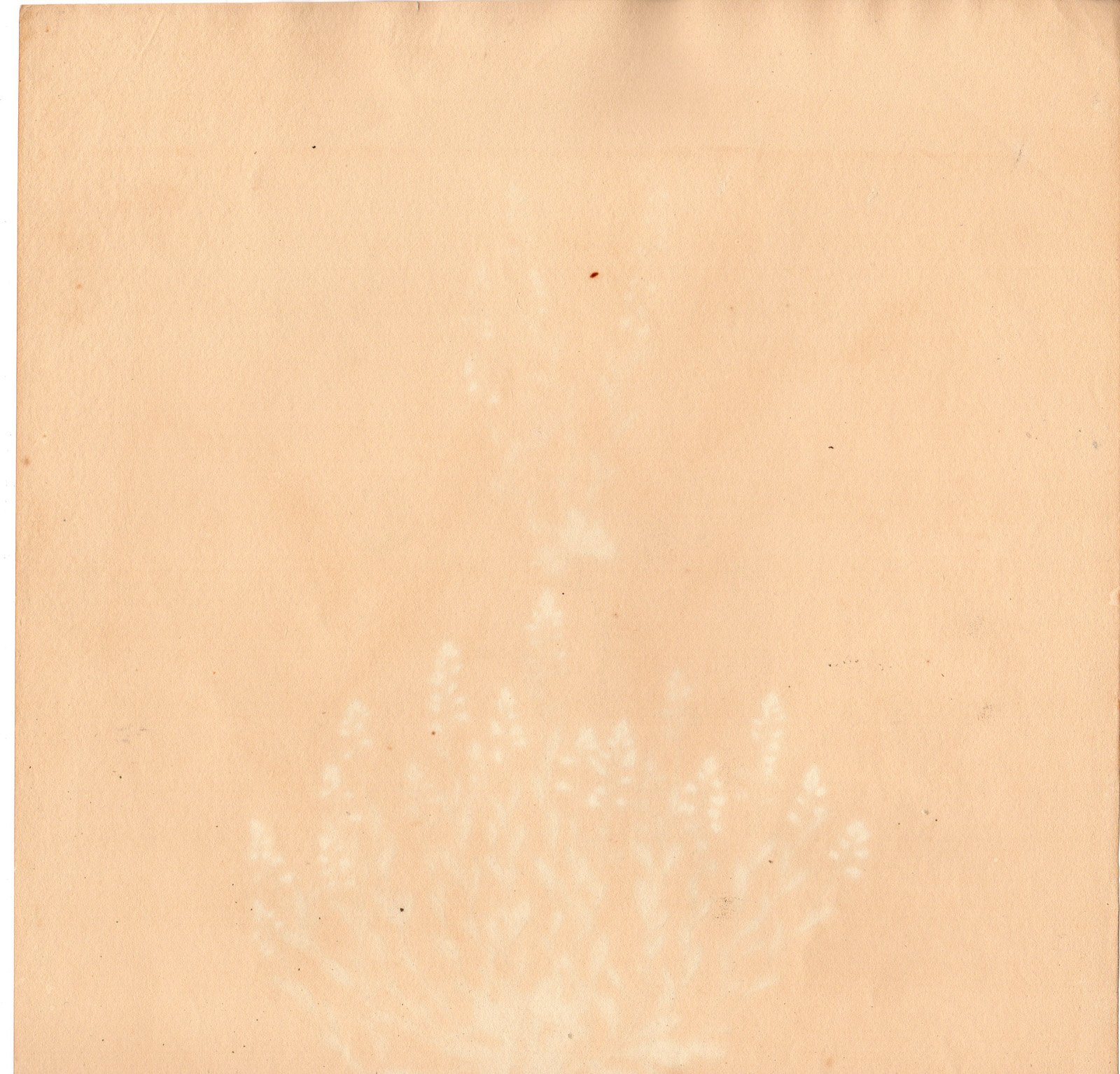 RB 4219 416x399 Antique Print-POLYGALA AMARELLA-BITTER WINGFLOWER-von Essenbeck-1820 - Image 2