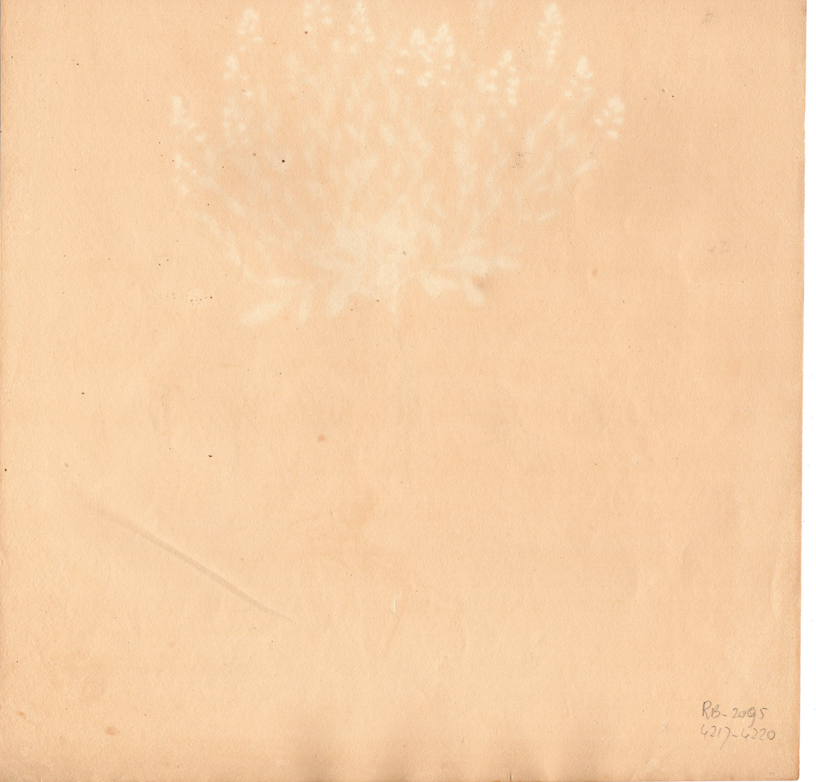 RB 4220 416x399 Antique Print-POLYGALA AMARELLA-BITTER WINGFLOWER-von Essenbeck-1820 - Image 3