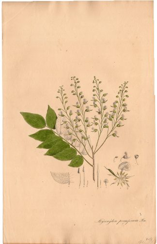 Antique Print-PERU BALSAM TREE-MYROXYLON PERUIFERUM-von Essenbeck-1820