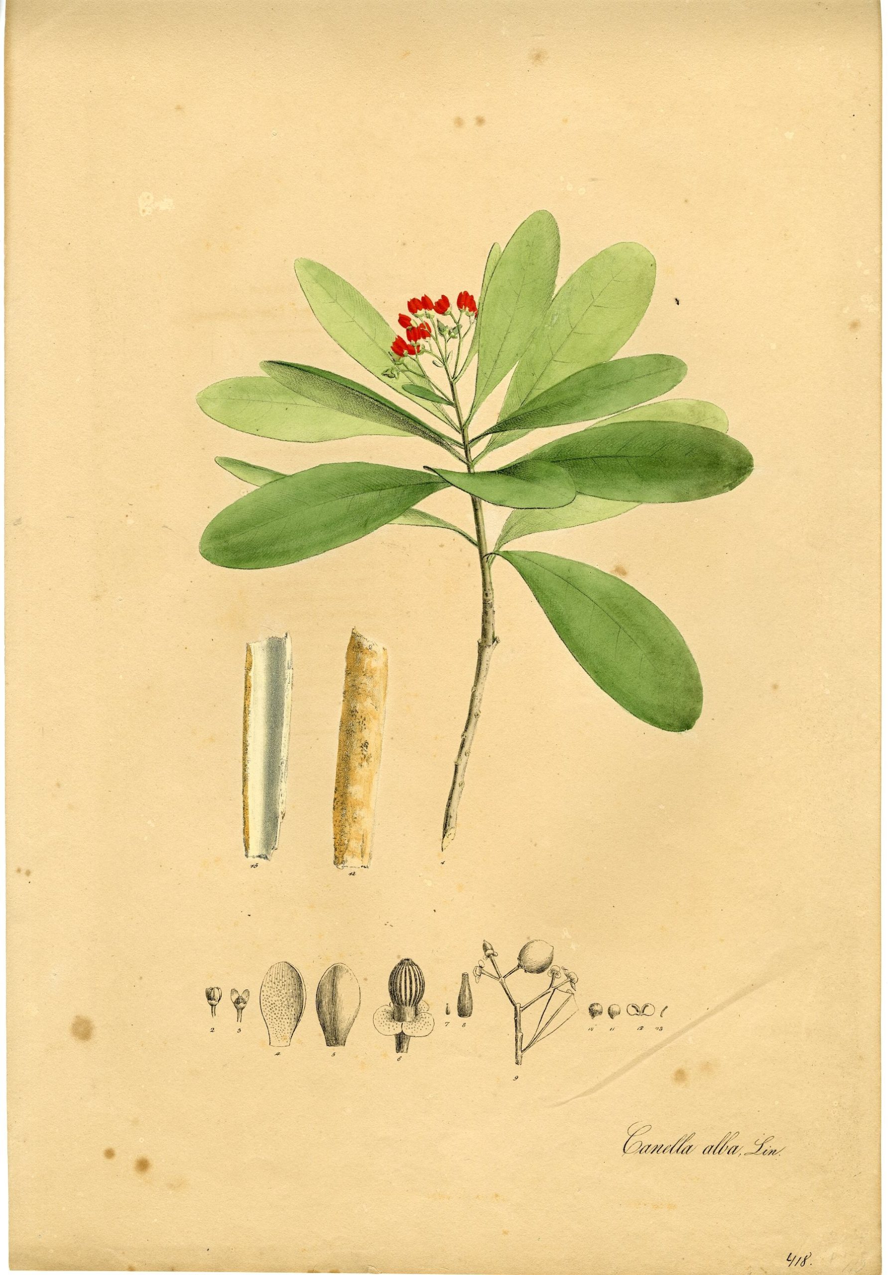 RB 4225 416x597 Antique Print-CANELLA ALBA-WHITE CINNAMON-BUDS-SEED PODS-von Essenbeck-1820