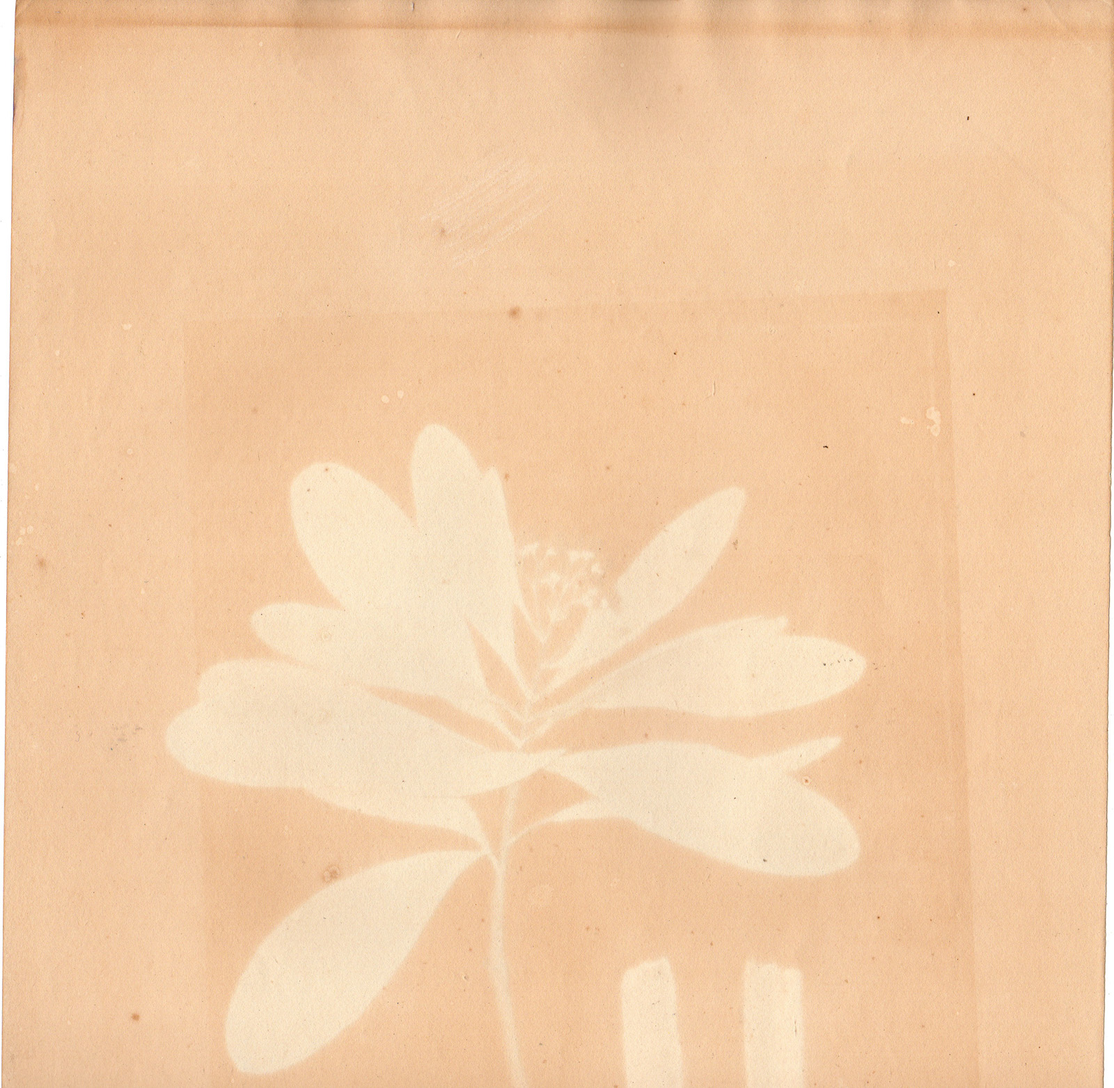 RB 4227 416x406 Antique Print-CANELLA ALBA-WHITE CINNAMON-BUDS-SEED PODS-von Essenbeck-1820 - Image 2