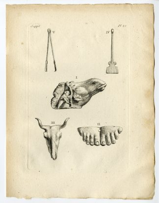 Antique Print-ROMAN ARTEFACT-BRONZE FEET-DONKEY-PINCER OX SKULL-Caylus-1767